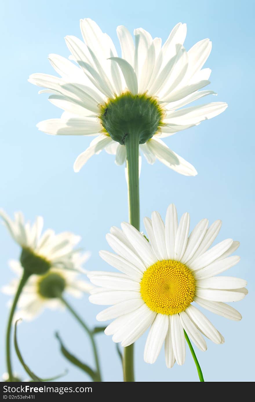 Flowers  Camomiles  Sky