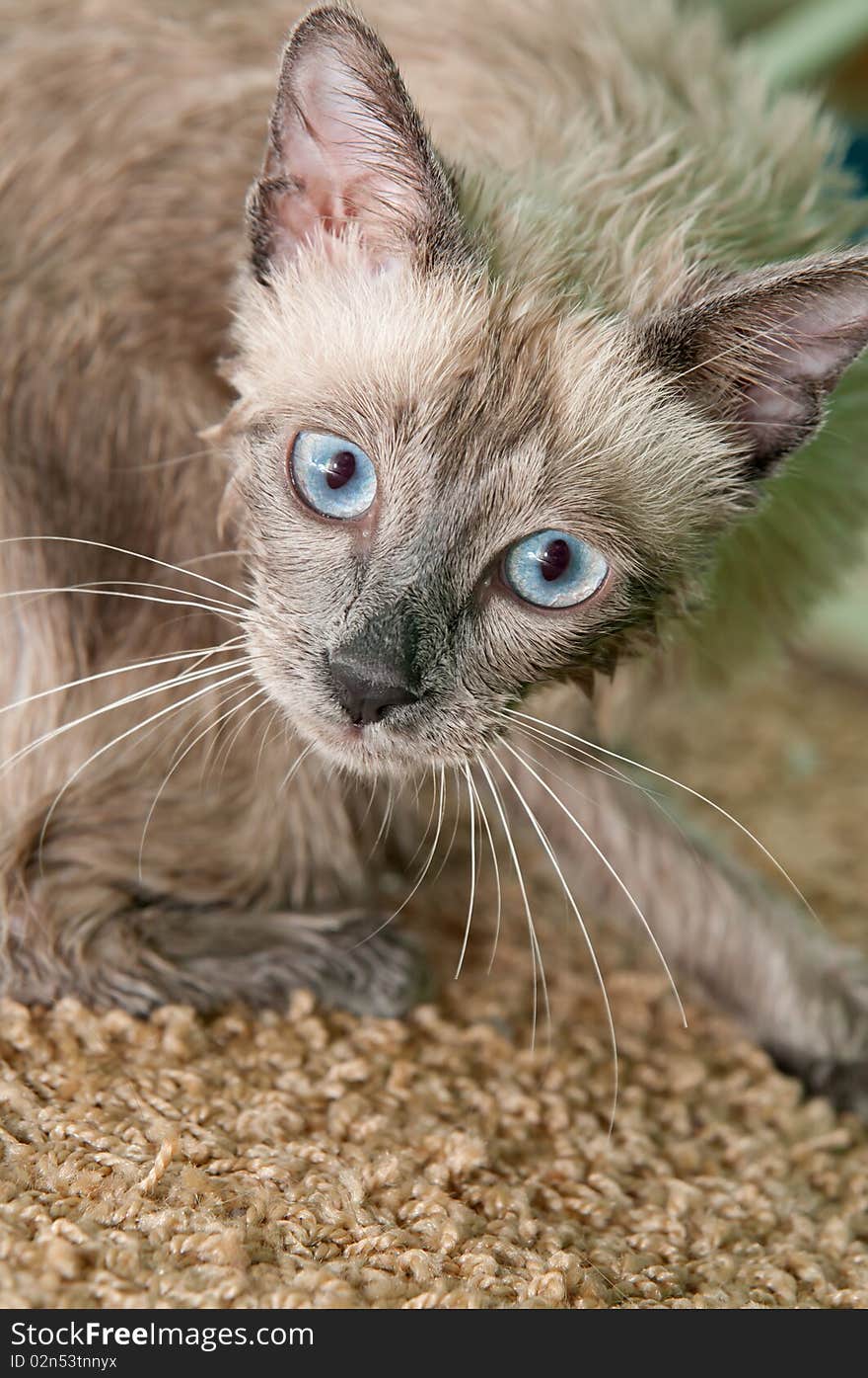 Siamese Kitty After A Bath