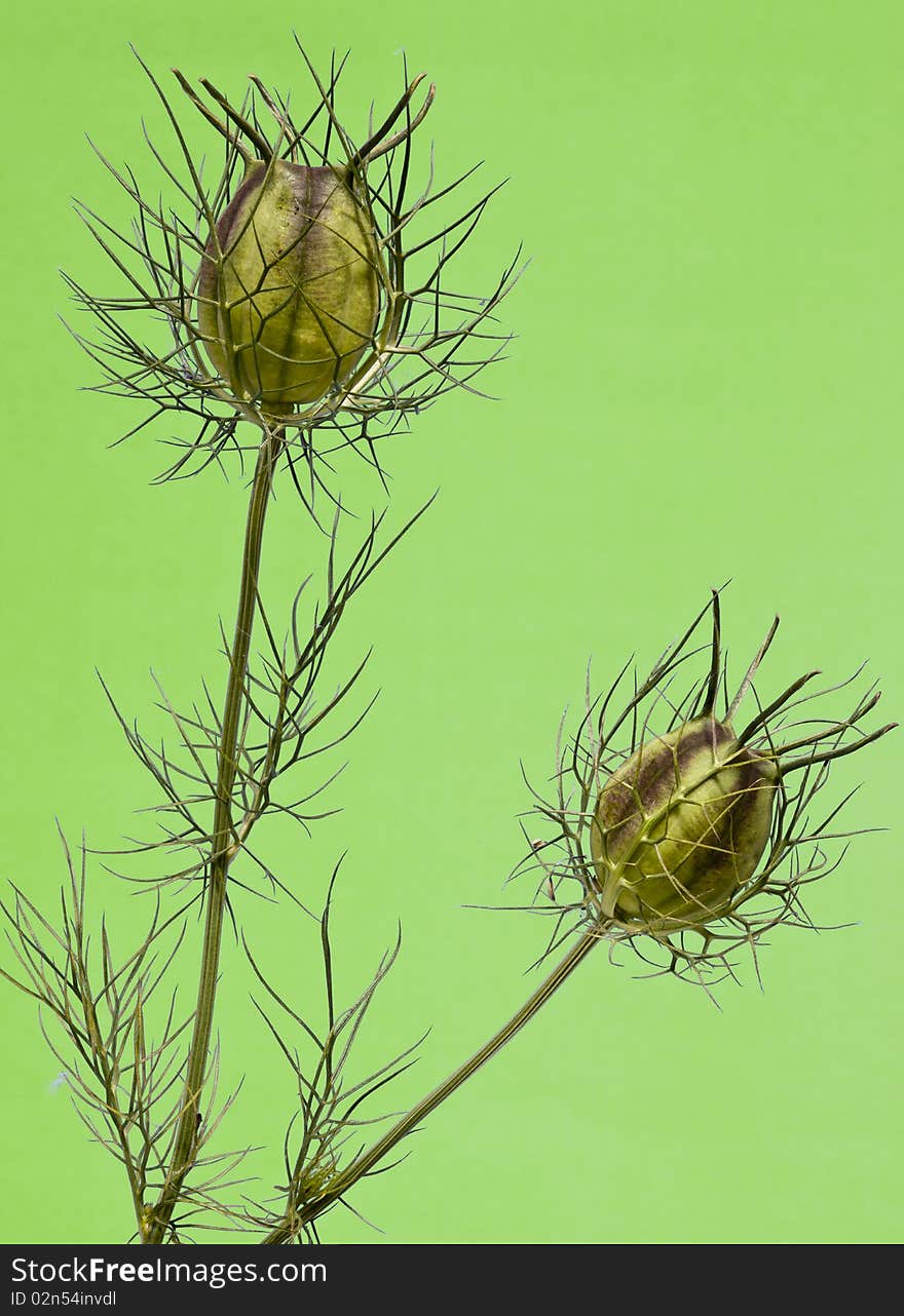 Close-up of a seed pod on a Green background. Close-up of a seed pod on a Green background