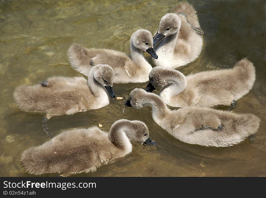 Two swan baby in water. 7 swan baby