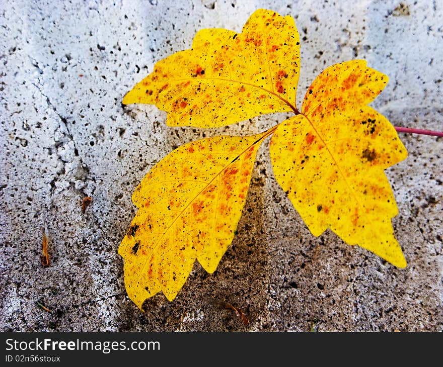 Close-up of single yellow fall leaf in rough textured bird bath. Close-up of single yellow fall leaf in rough textured bird bath.