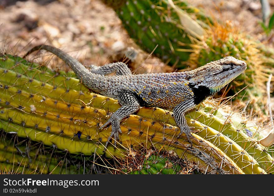 Desert spiny lizard sitting on cactus