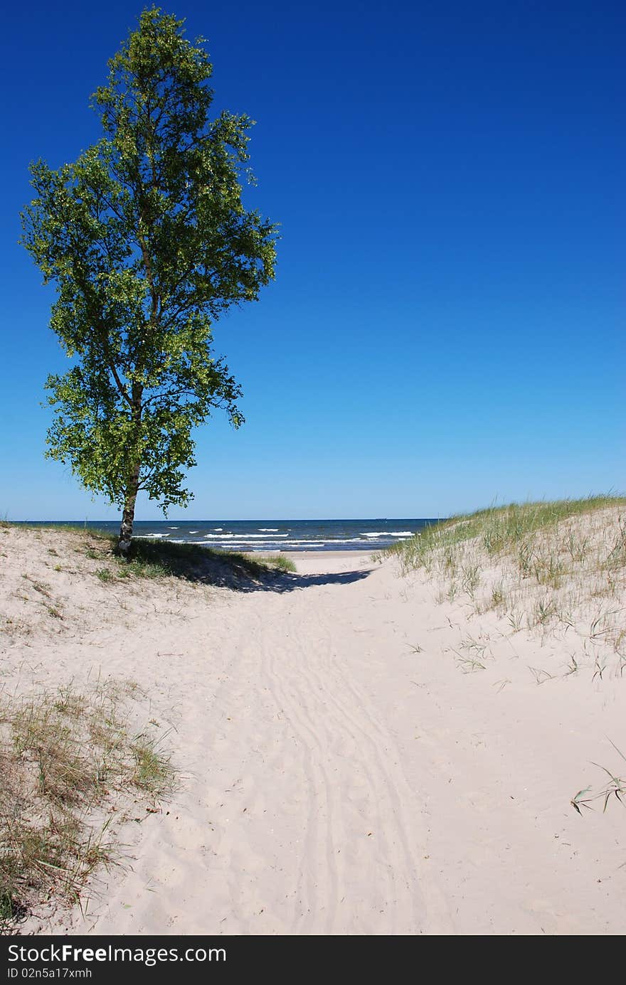 Tree on coast