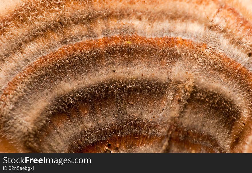 Closer look at the colorful design on a growing fungus. Closer look at the colorful design on a growing fungus.