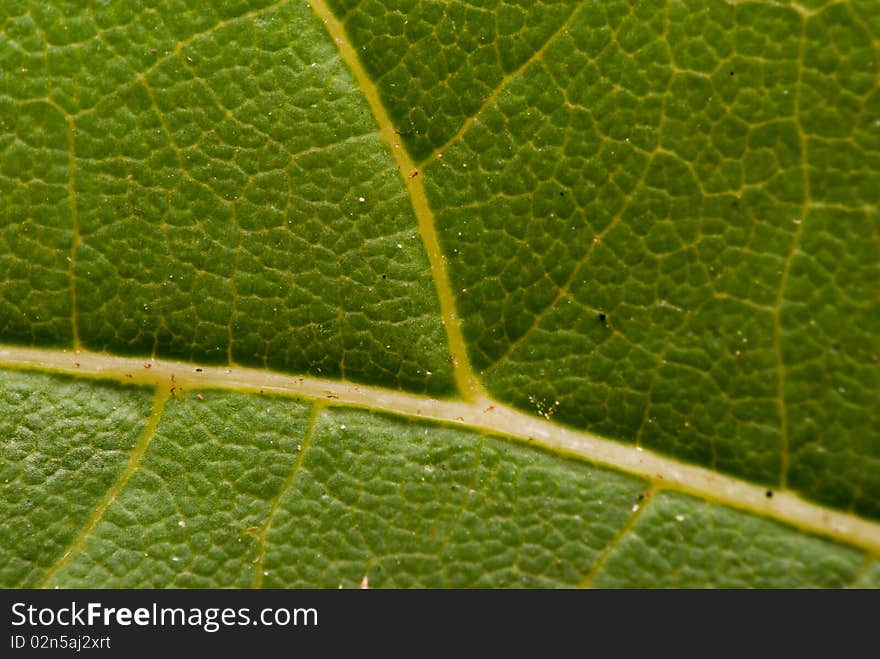 Close look at the complexity of a simple leaf. Close look at the complexity of a simple leaf.