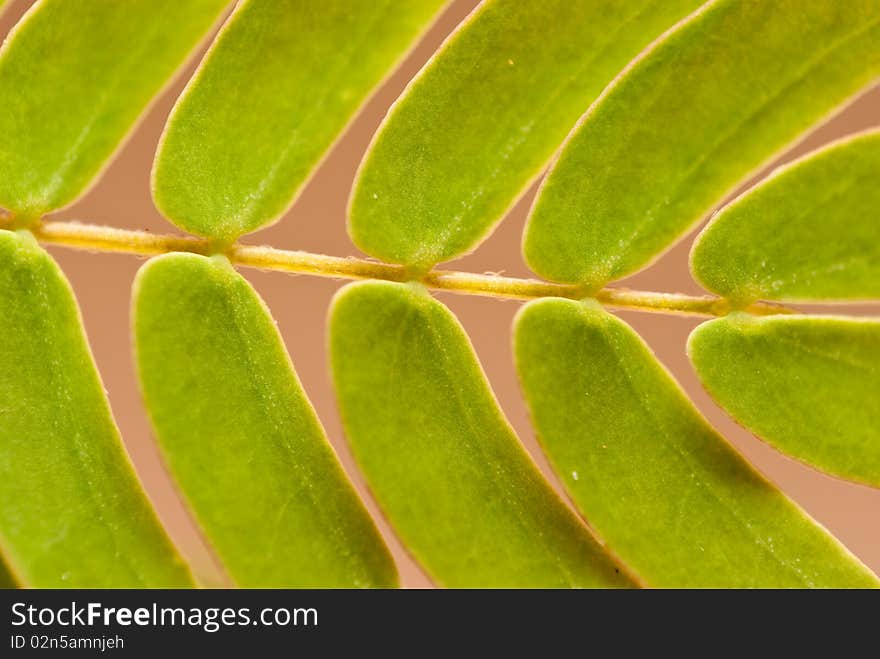 Fern Leaf Closeup