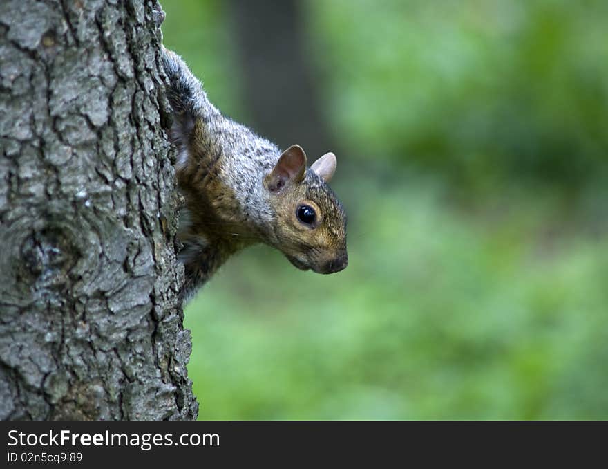 Shot of a squirrel in a forest