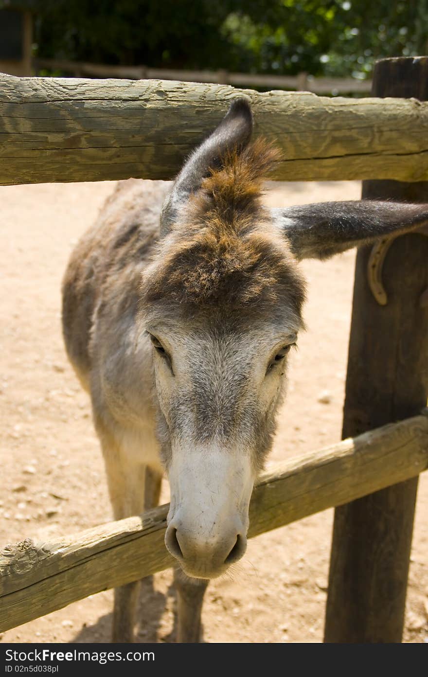 A grey donkey walking around and grazing