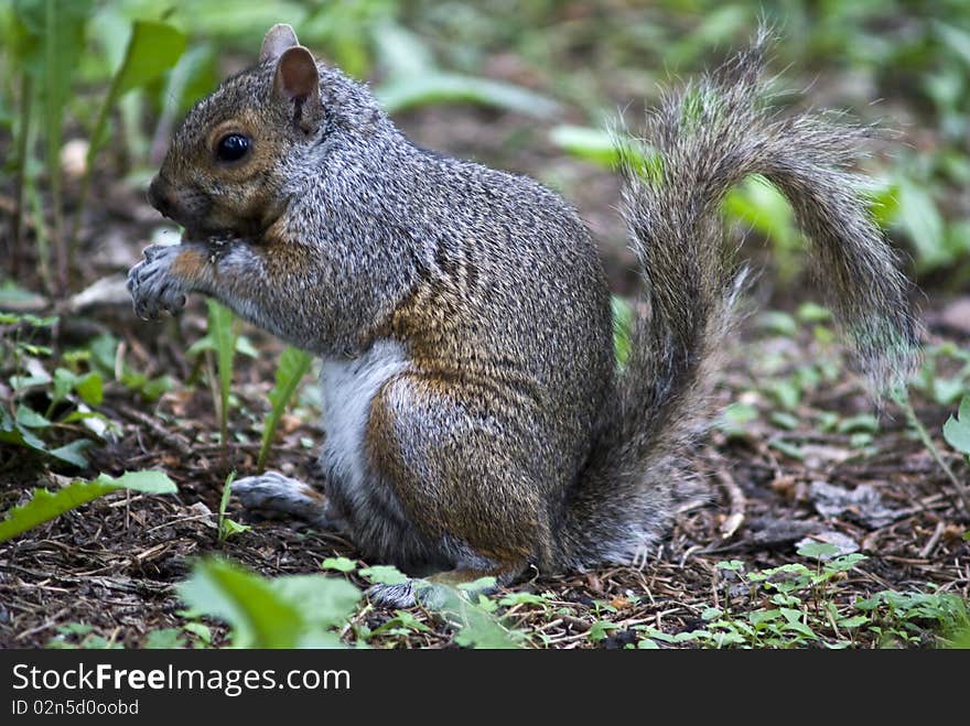 Shot of a squirrel in a forest