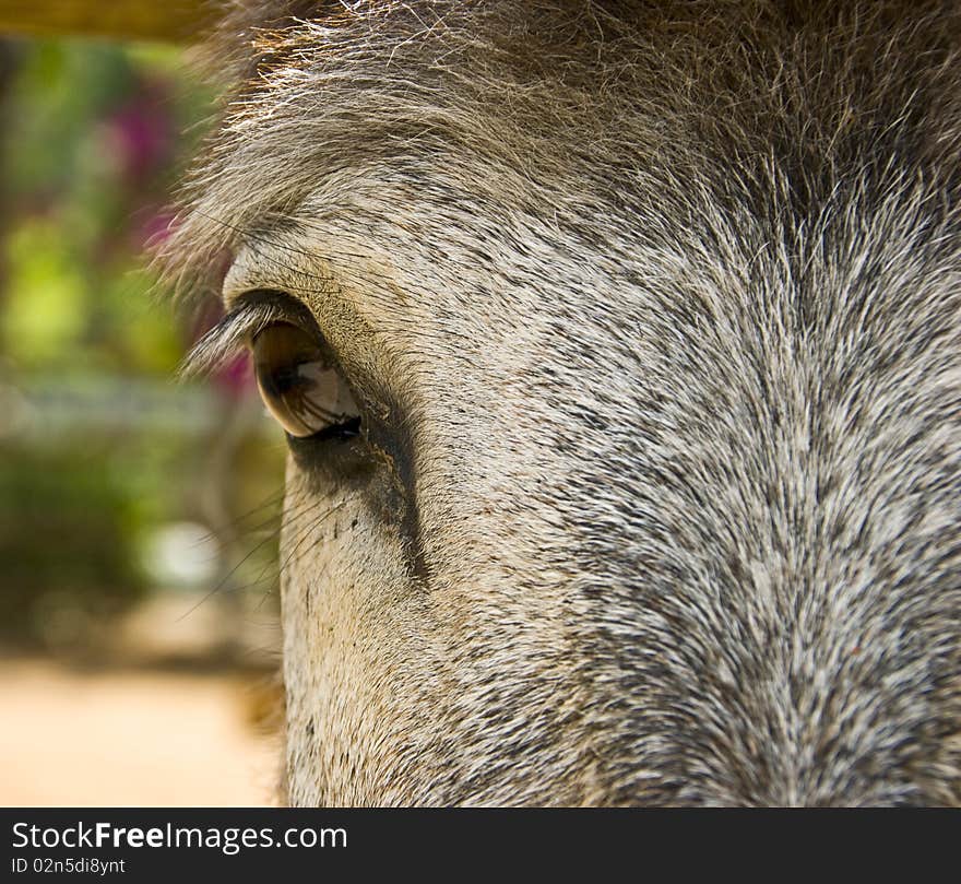 A closeup on the eye of a donkey