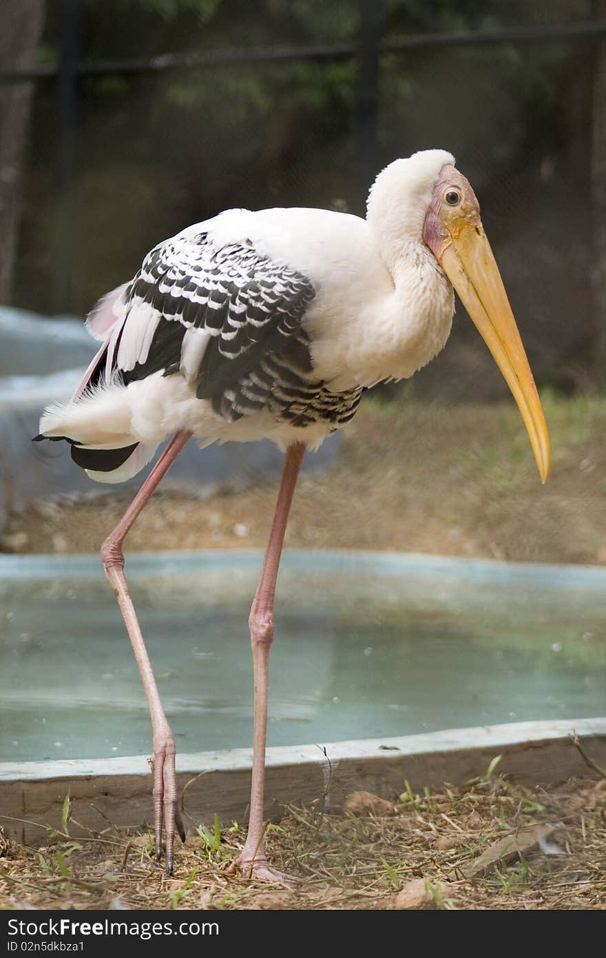 Pelican standing in pond water