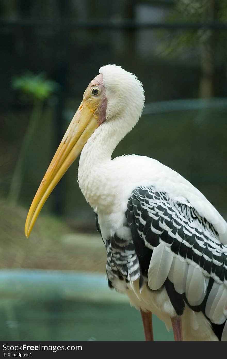 A snowy white pelican in a park