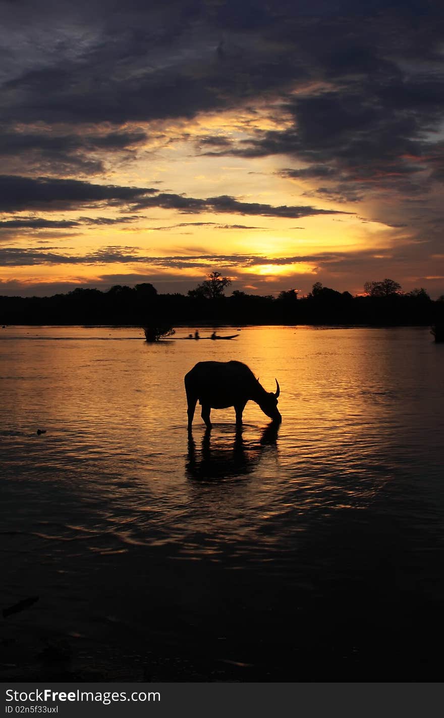 Silhouette of a water buffalo drinking in the Mekong river while a small boat passes by. Laos. Silhouette of a water buffalo drinking in the Mekong river while a small boat passes by. Laos.