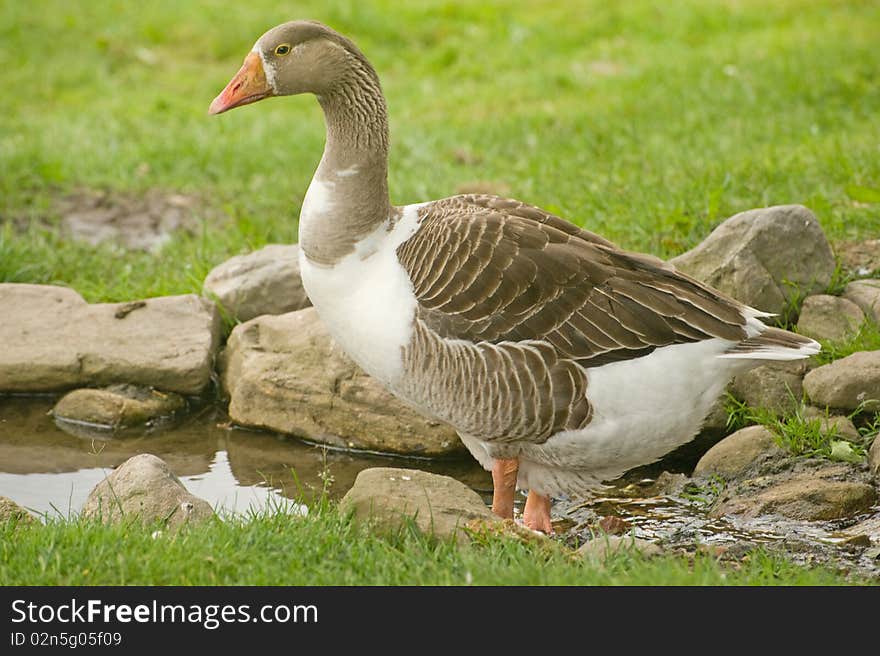 A closeup image of a goose paddling in a stream on a farm in the Highlands of Scotland. A closeup image of a goose paddling in a stream on a farm in the Highlands of Scotland.