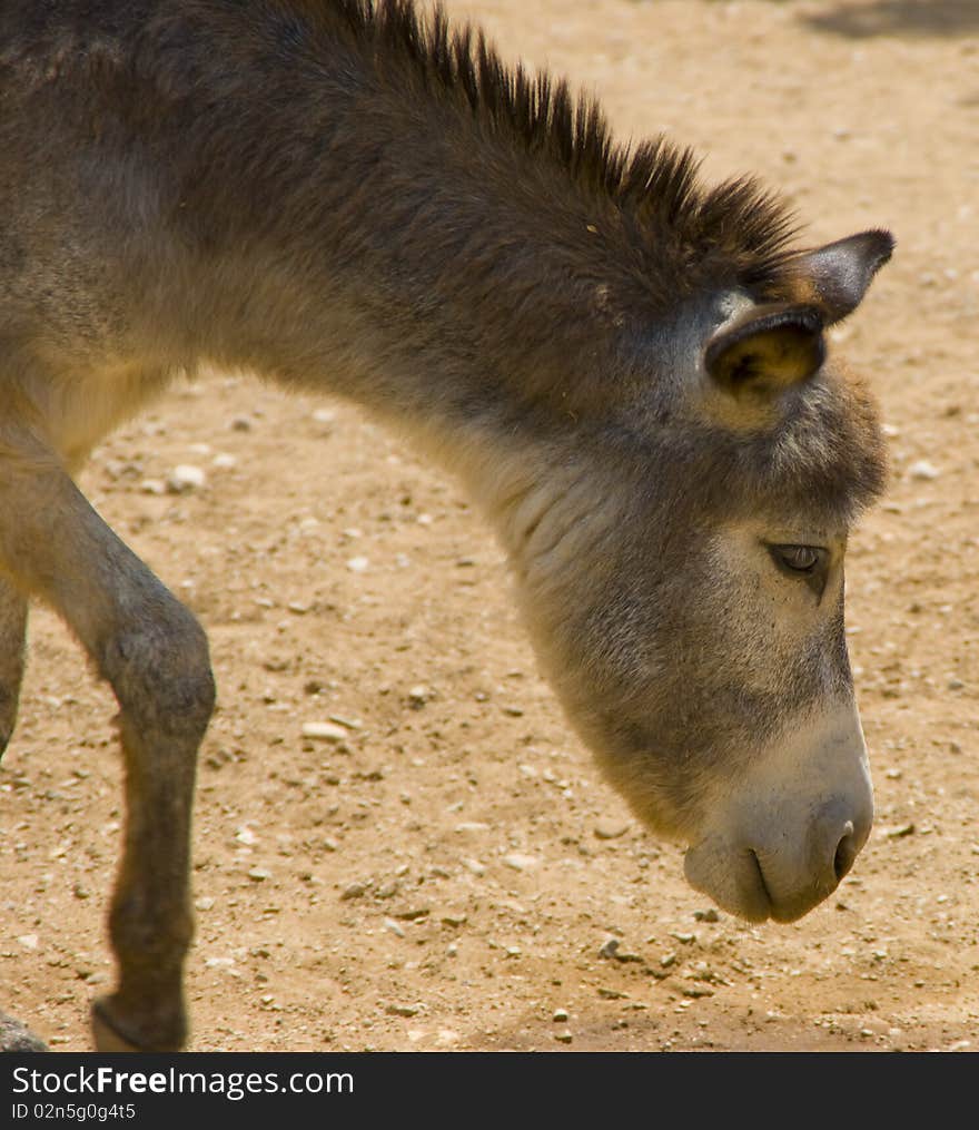 A grey donkey walking around and grazing