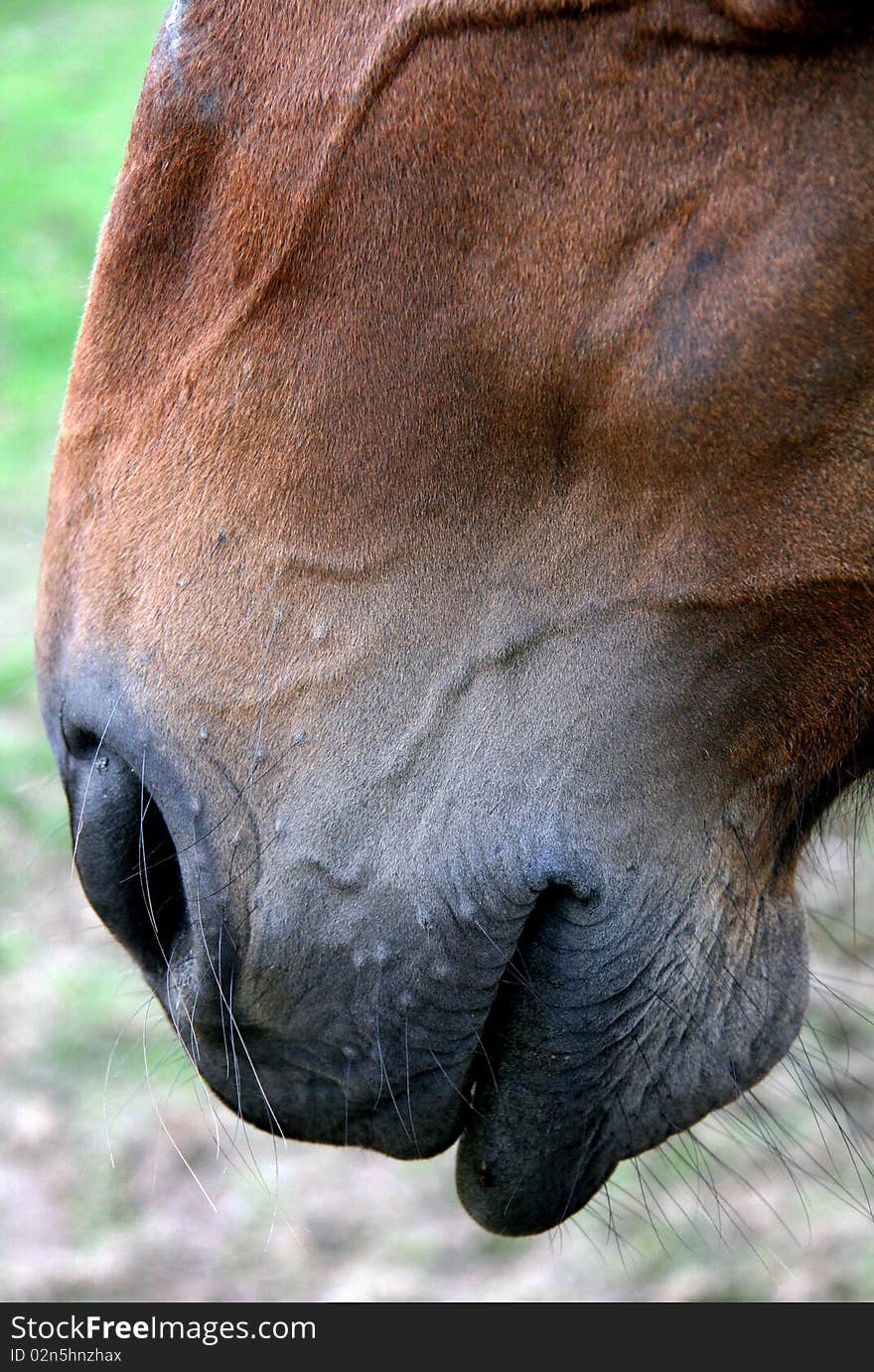 The mouth and nose of a brown horse. The mouth and nose of a brown horse.