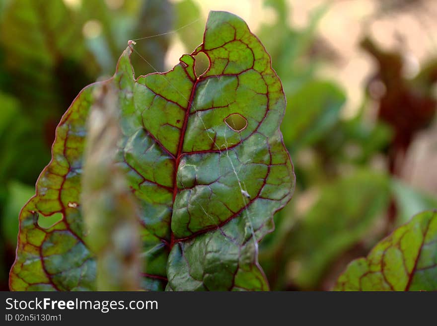 Swiss chard plant leaves partly eaten by pests