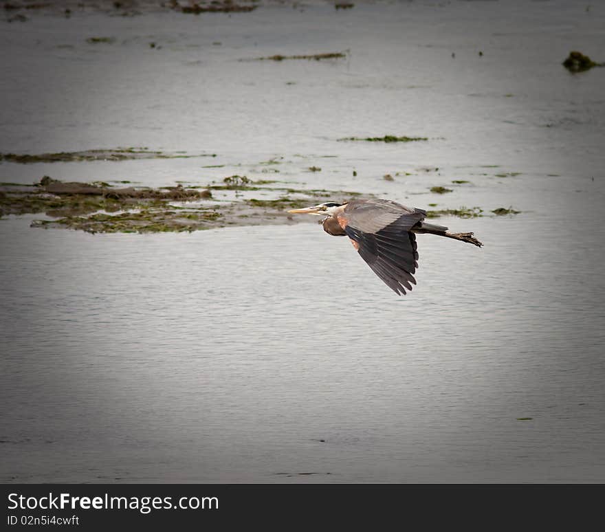 Blue Heron