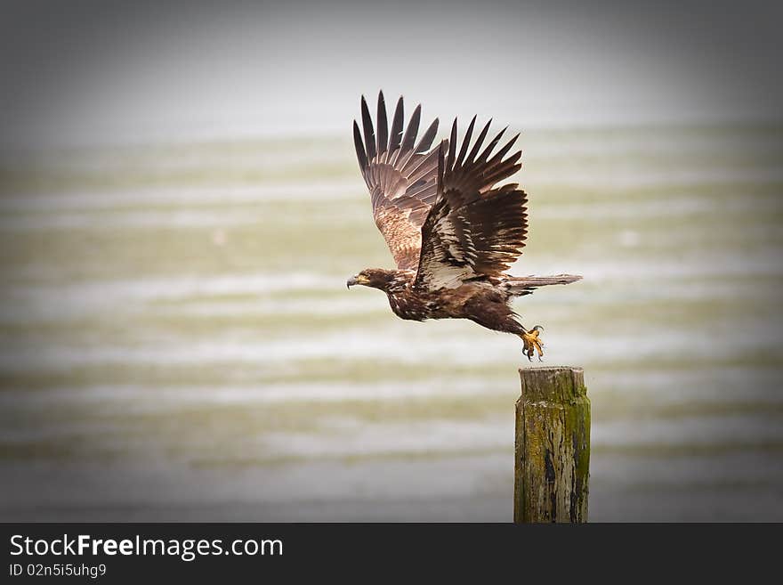 Youg Bald Eagle taking fly from a stump