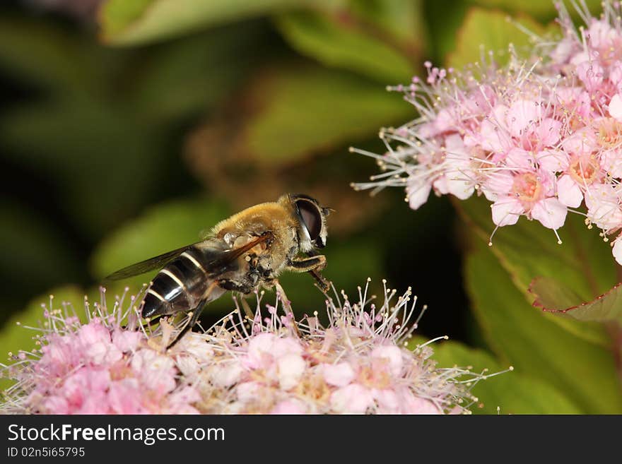 Honey bee collecting the pollen