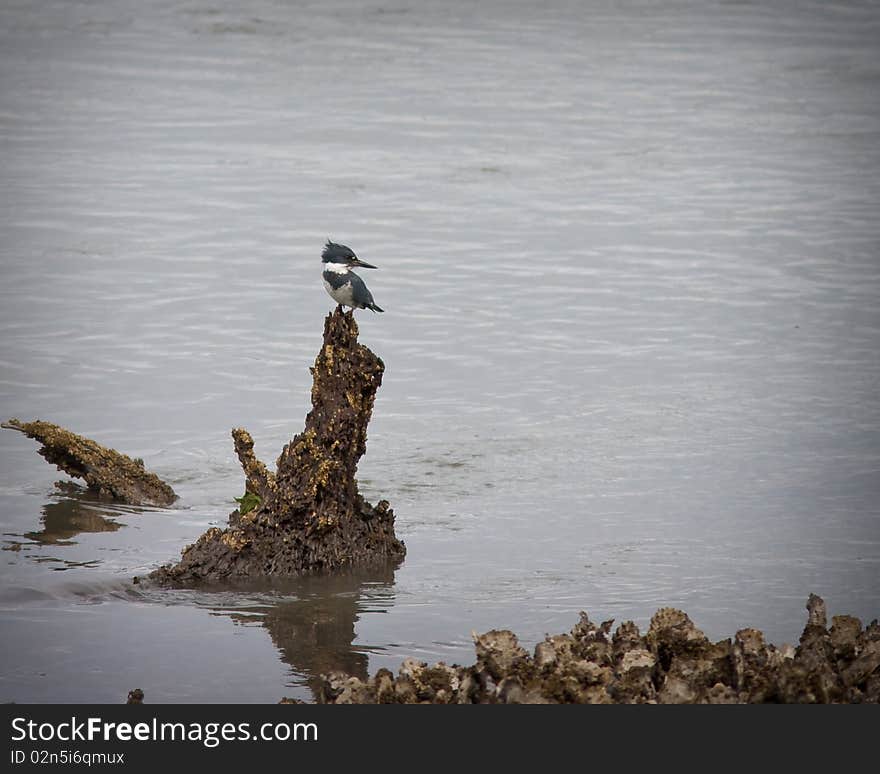 Kingfisher