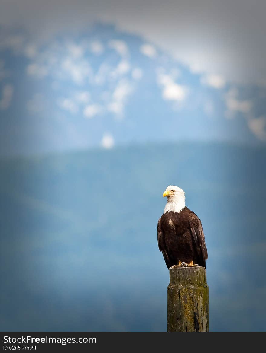 Bald Eagle looking for fishes from a stump