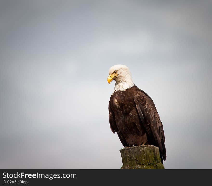 Bald Eagle looking for fishes from a stump