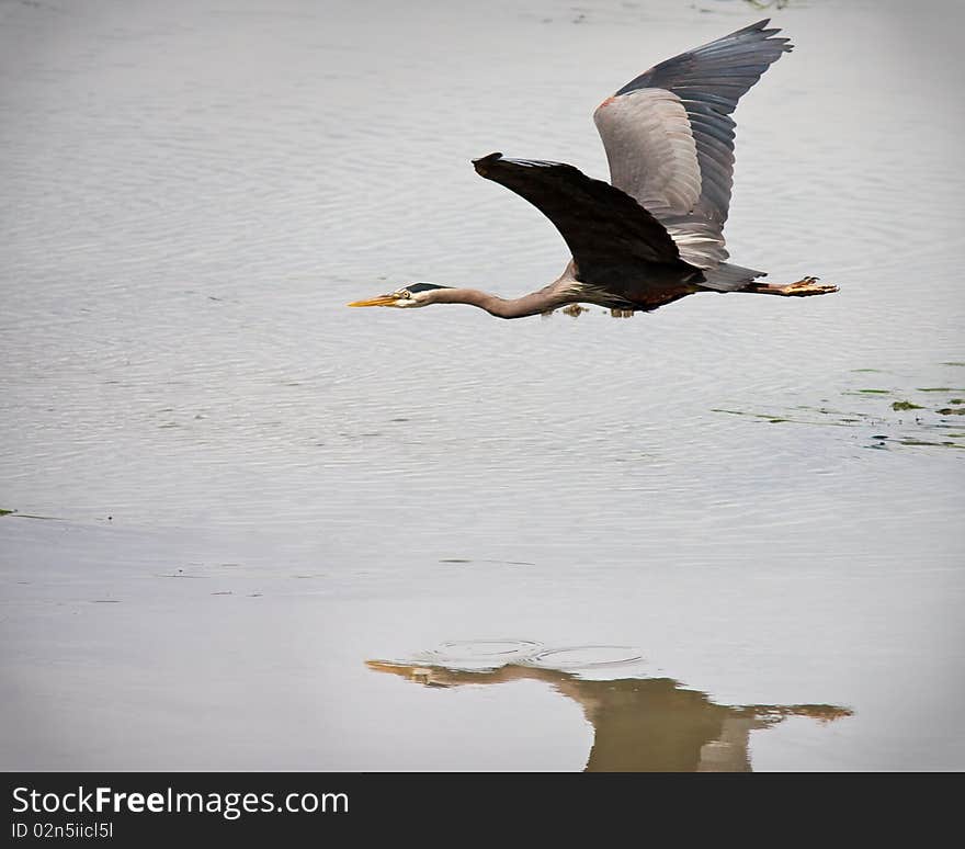 Blue Heron