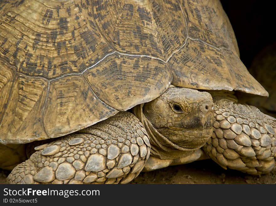 A giant turtle with shell resting