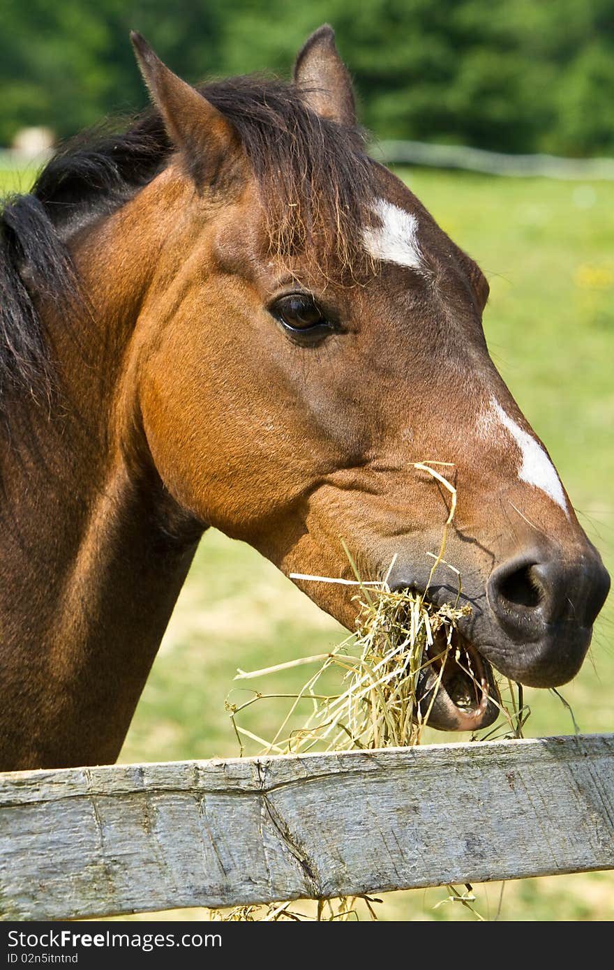 Horse Eating Hay