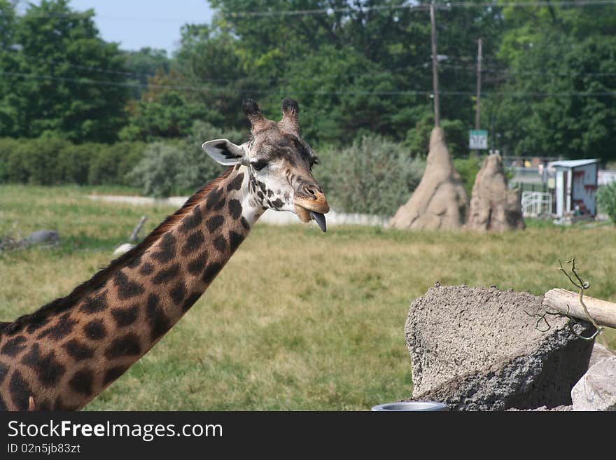 Close-up of a giraffe eating