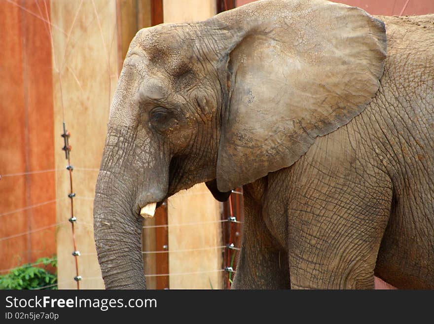 Close-up of an elephant