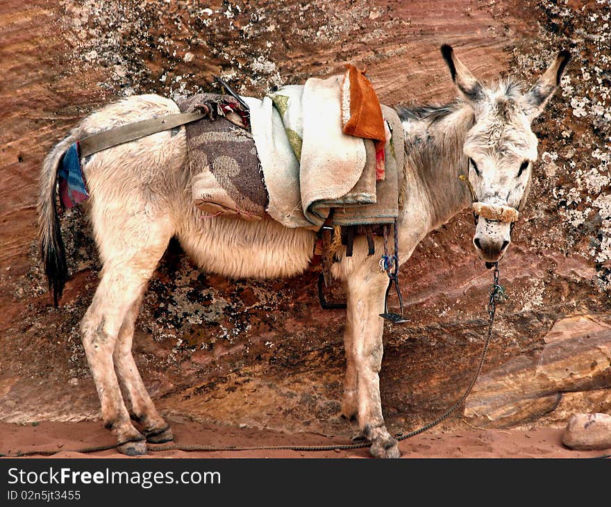 Donkey in Petra, Jordan