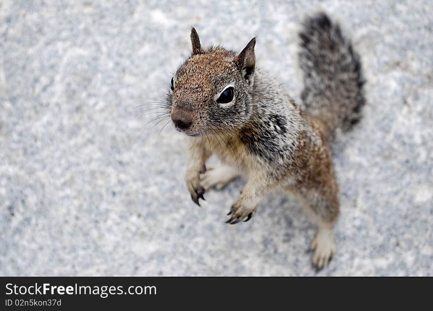 Chipmunk on granite