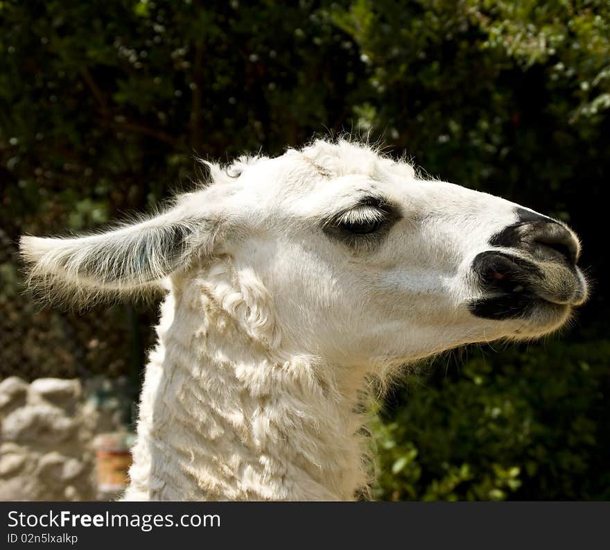 A white Lama side view