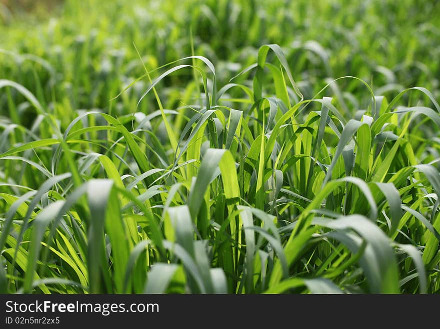 Grass is green along the shores. Grass is green along the shores