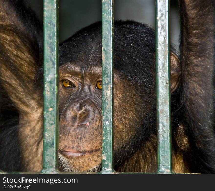 A Sad Chimp behind bars