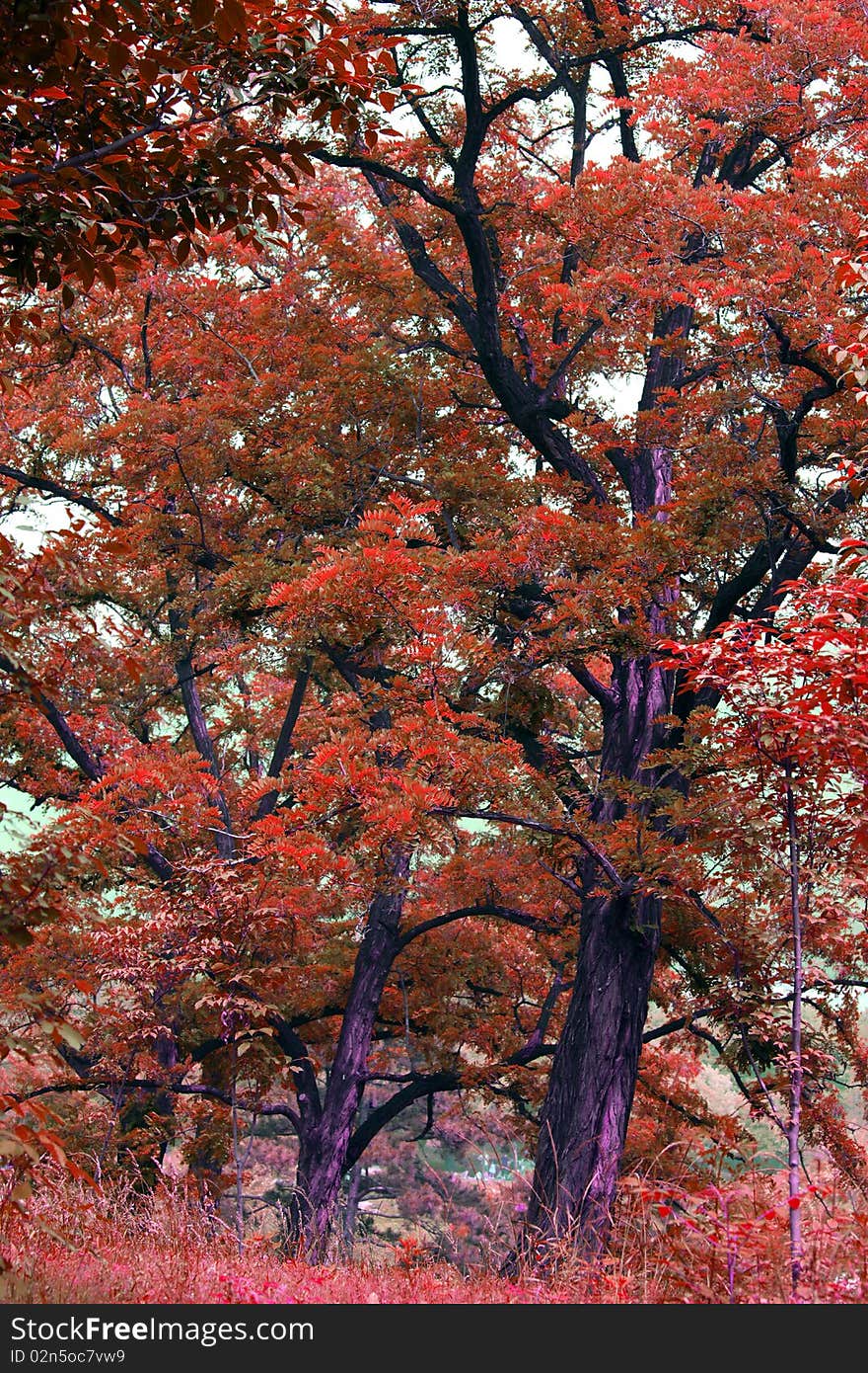 The beautiful old trees in park.