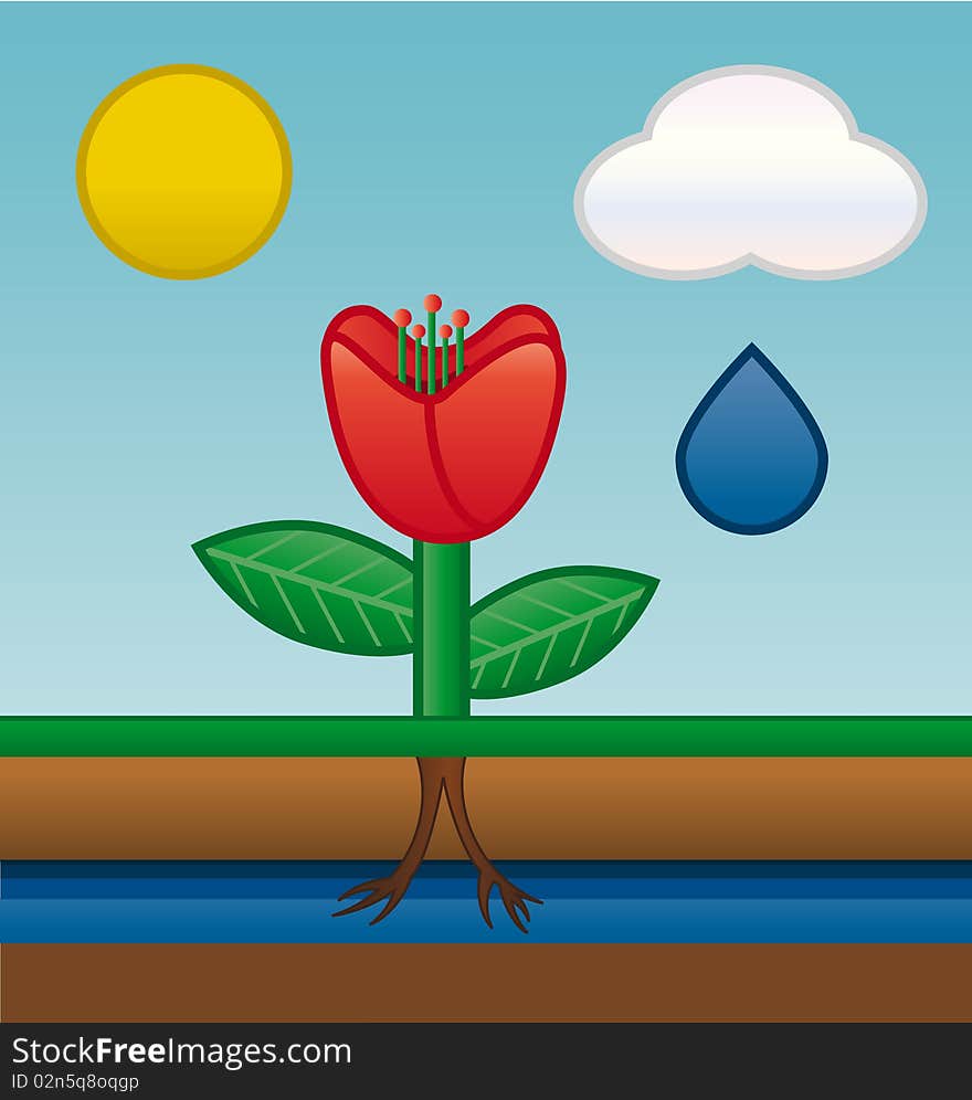 Flower drawing groundwater by absorbing roots. Flower drawing groundwater by absorbing roots