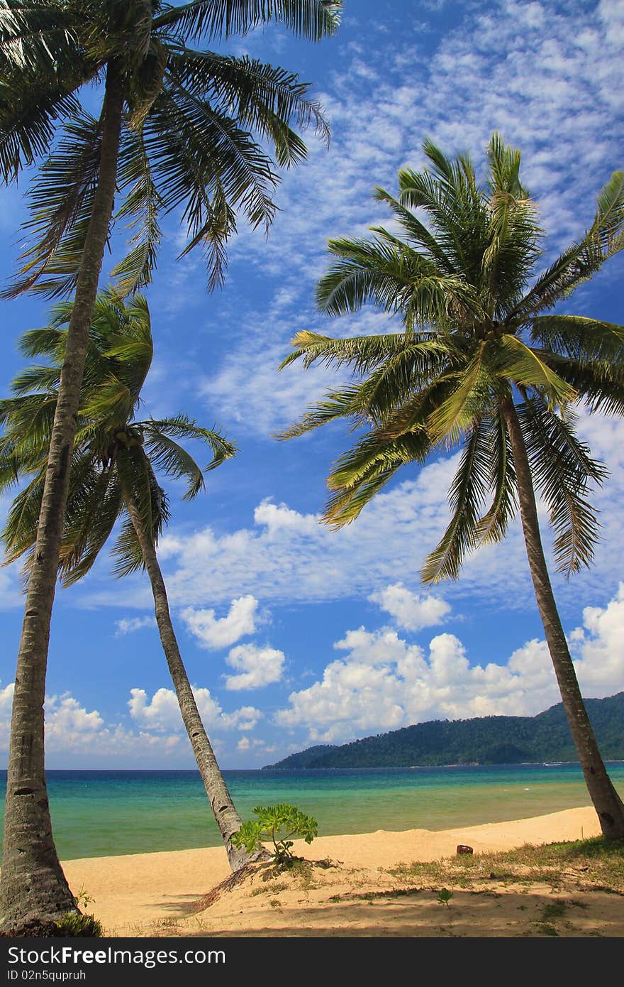 Swaying coconut trees