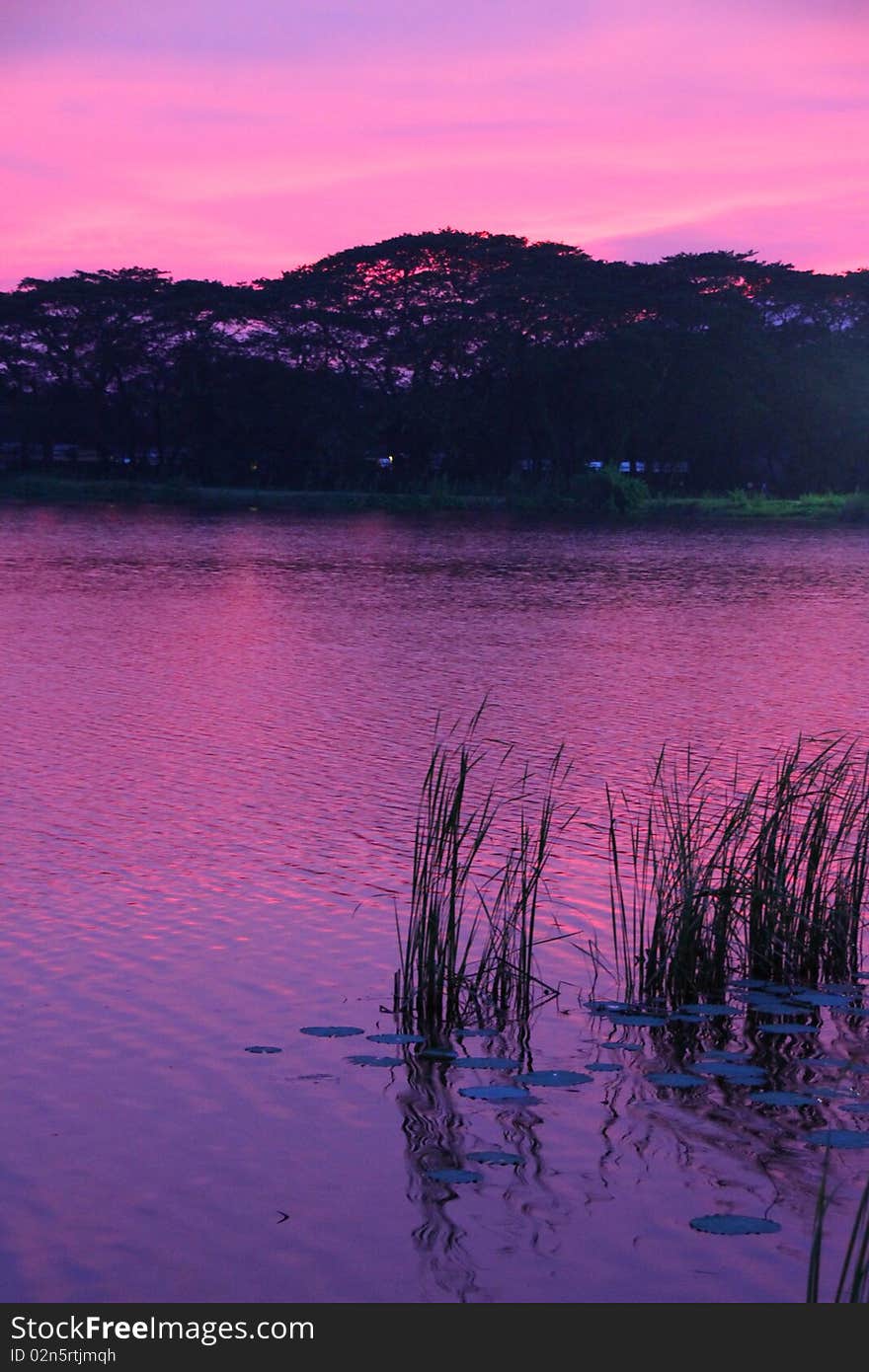 Pink sunset at lakeside with reeds and water lilies
