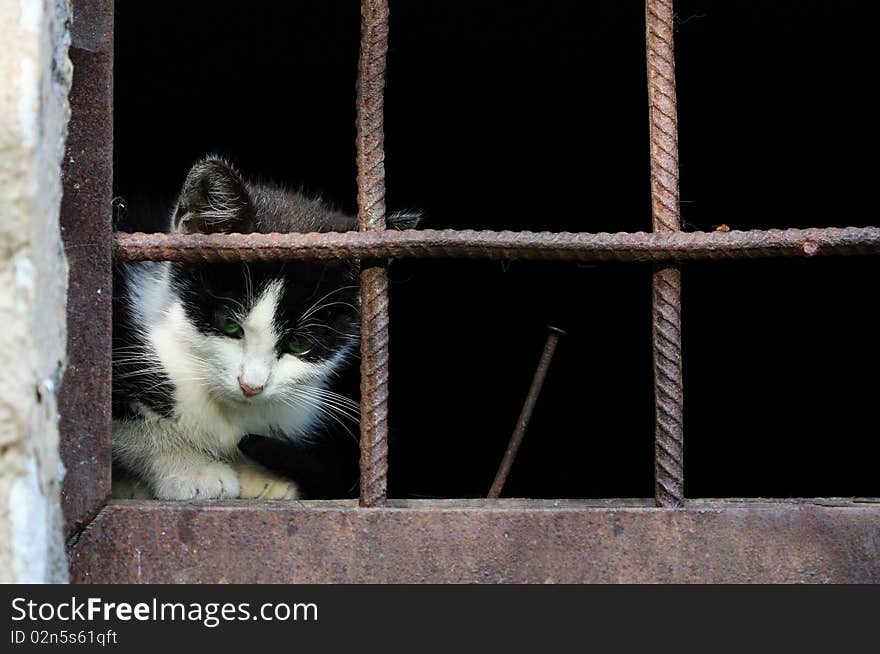 Kitten sitting behind the bars