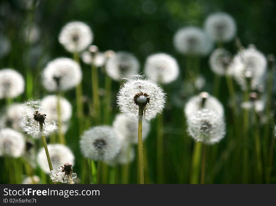 Dandelions as a floral background