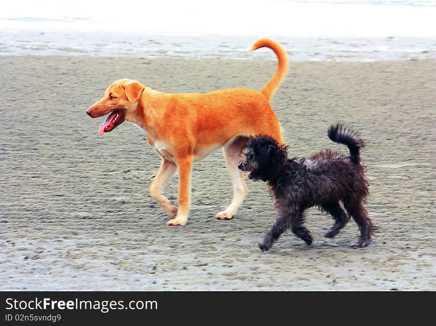 Dog is walking on the beach. Dog is walking on the beach.