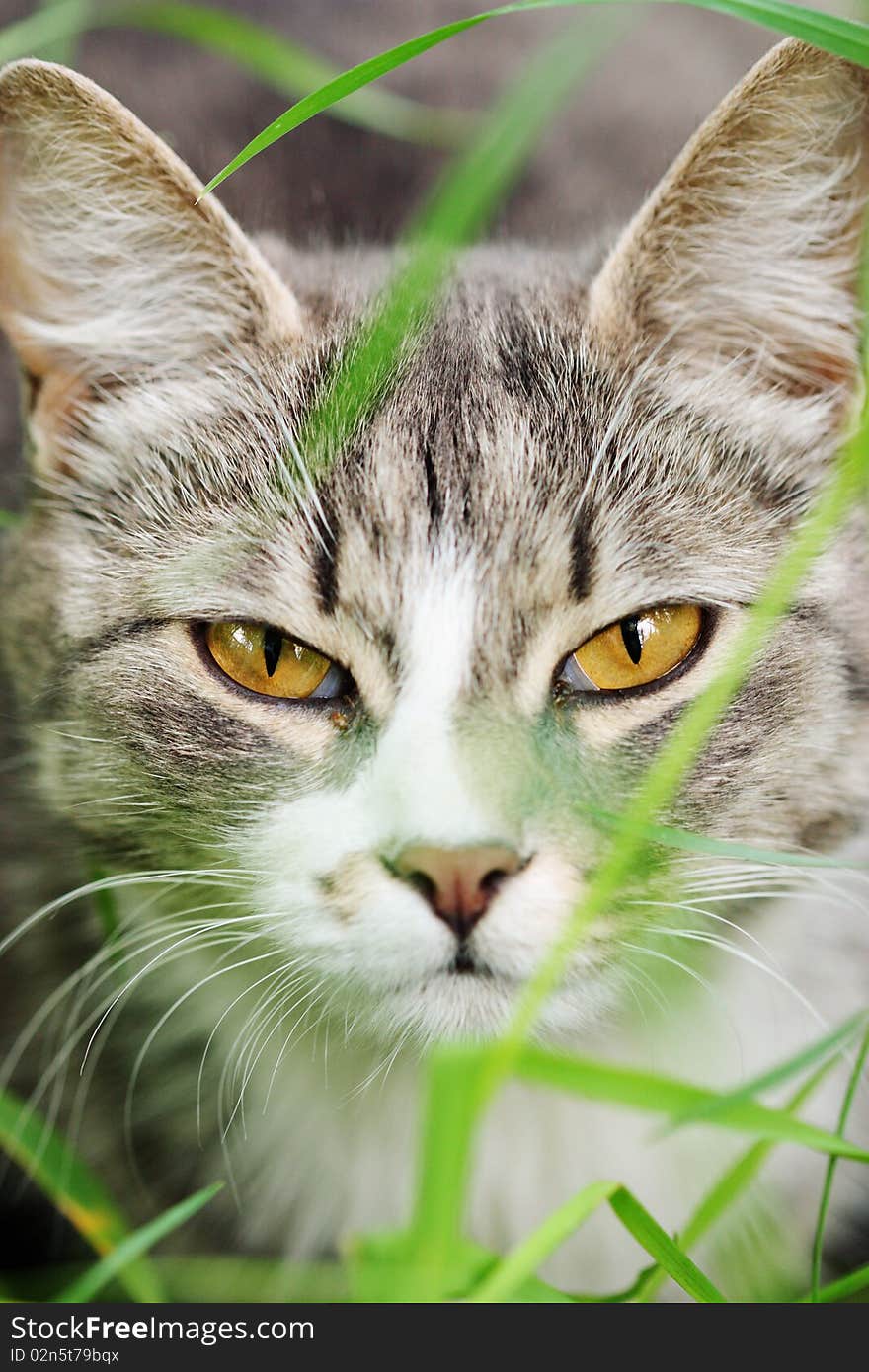 Portrait of a beautiful cat with yellow eyes. Portrait of a beautiful cat with yellow eyes