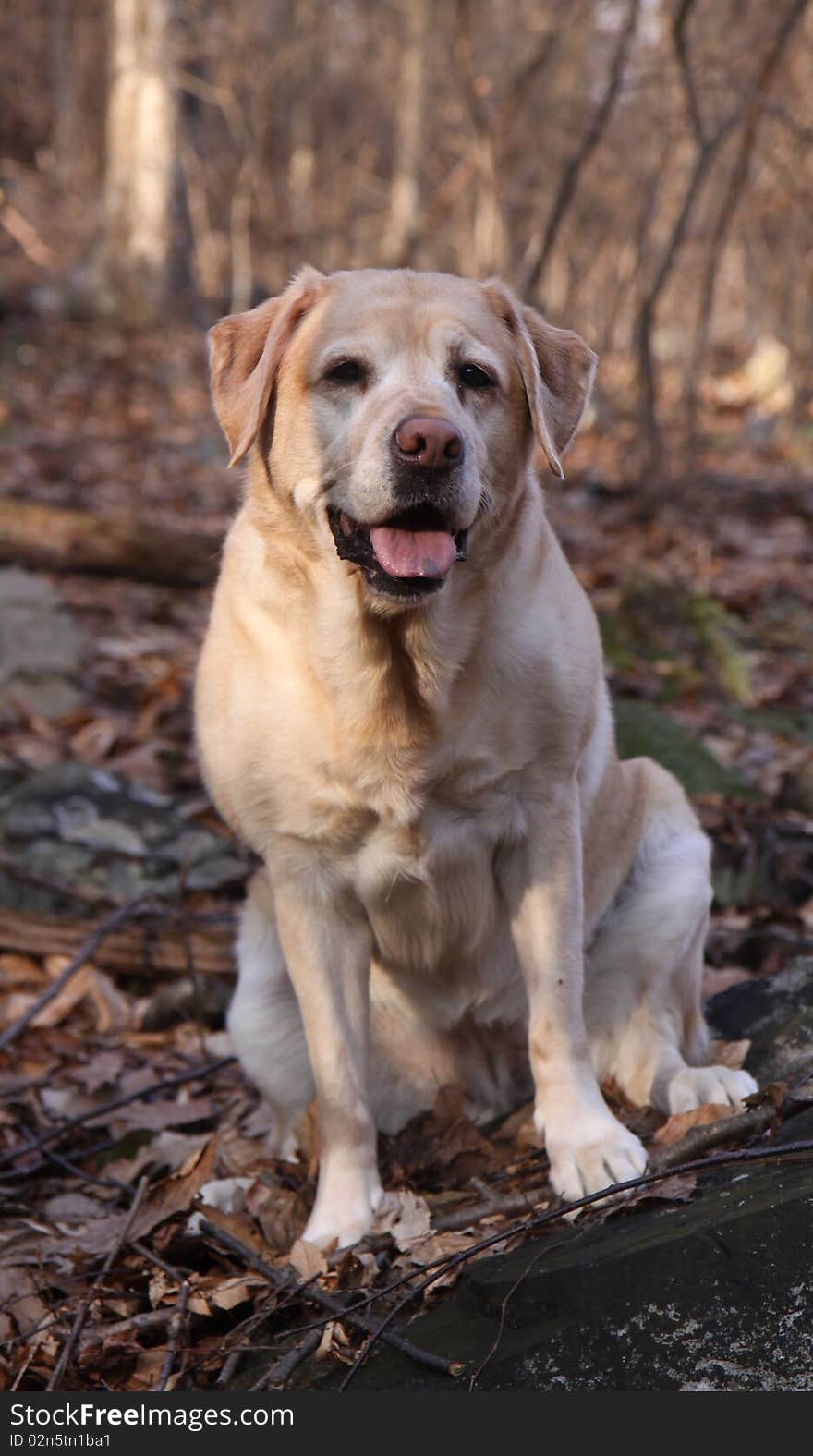 A seven-year-old purebred Yellow Labrador Retriever sitting in the woods in front of a rock smiling.