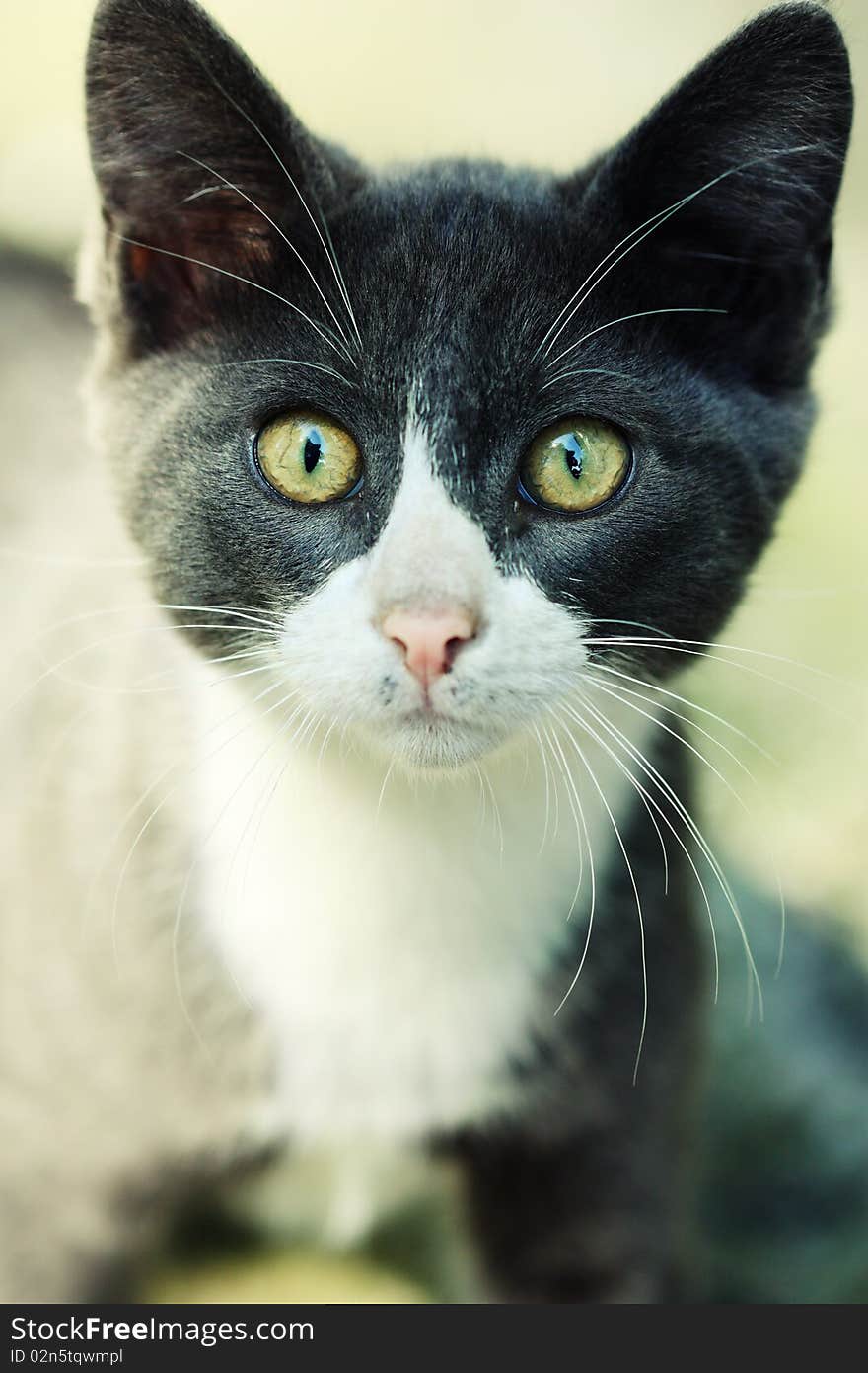 Portrait of a beautiful kitten