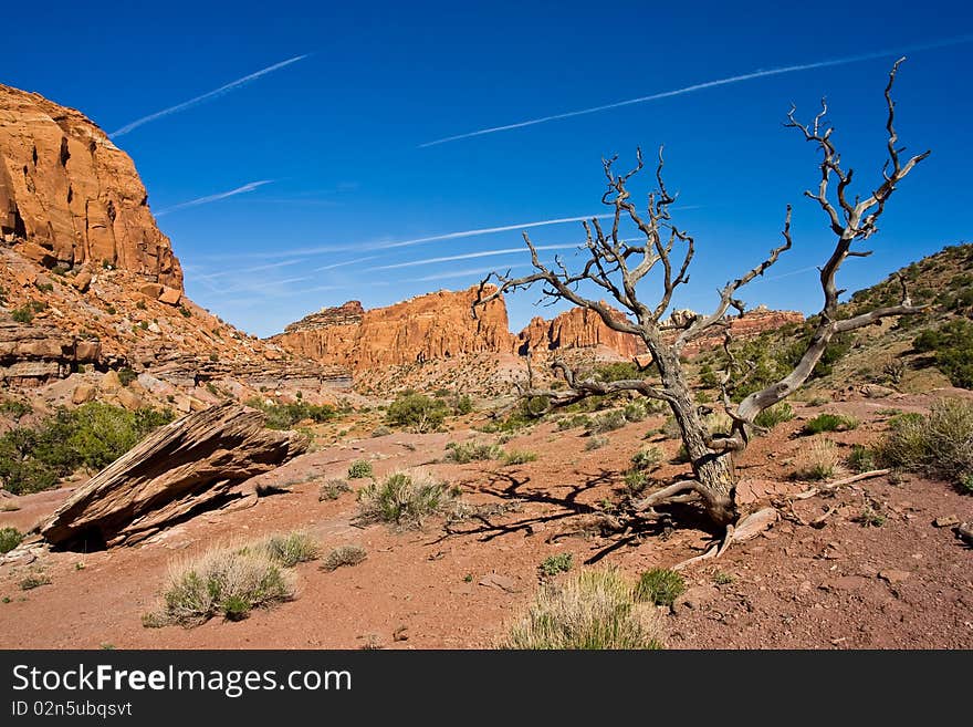 Desert landscape in Capitol Reef with a dead tree in the foreground. Desert landscape in Capitol Reef with a dead tree in the foreground