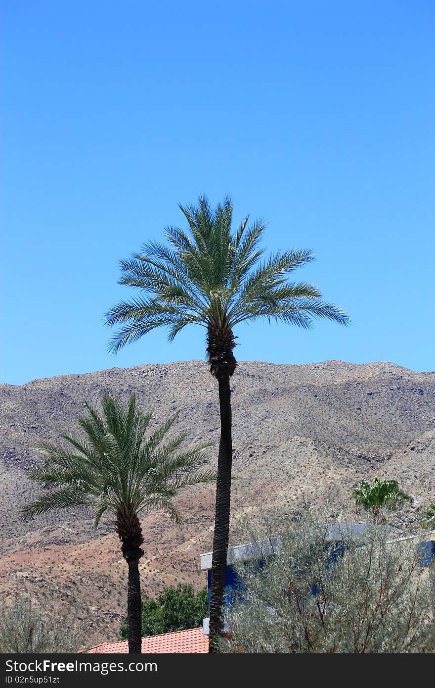 Pair of Palm Trees with a mountain in the background.