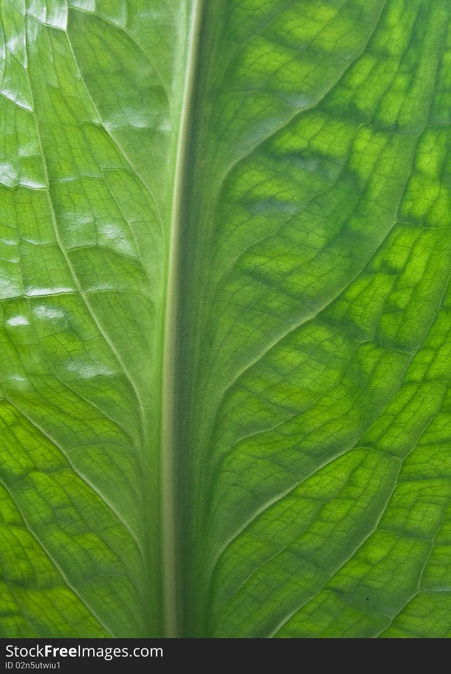 Skunk cabbage